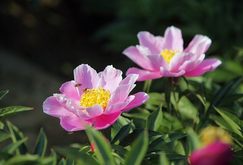 ╰※╮绚丽何尝逊花王◇缤纷芍药