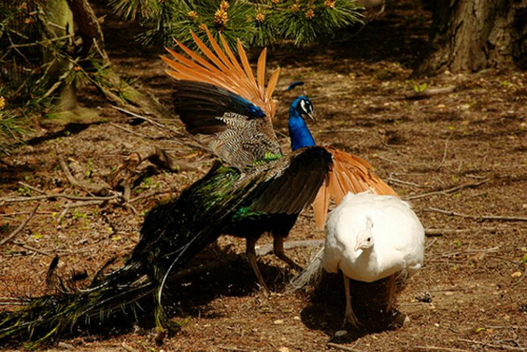 您见过孔雀飞行吗？ - 怀旧.梦缘 - 怀旧.梦缘