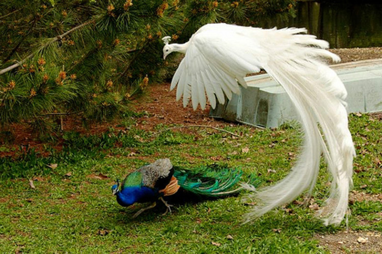 您见过孔雀飞行吗？ - 怀旧.梦缘 - 怀旧.梦缘