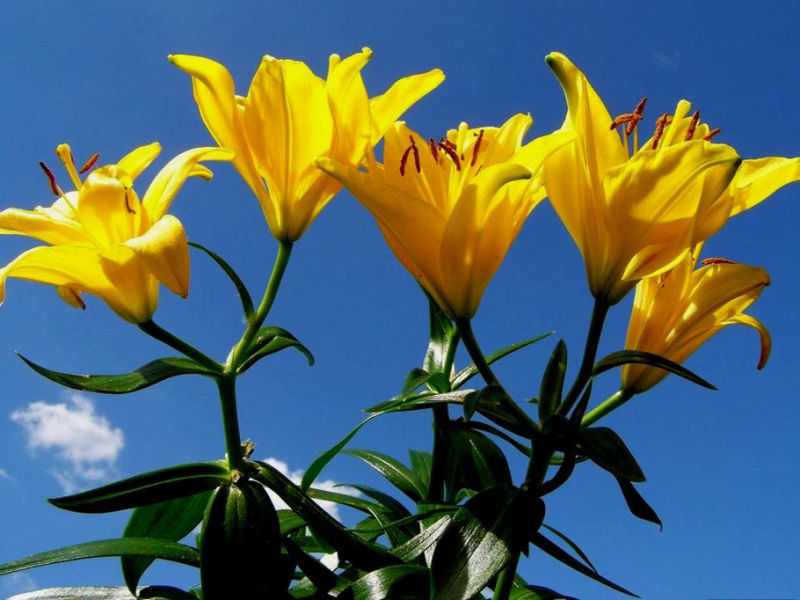 Rose【夏日花卉】