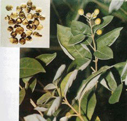 [转载]解开女人不老用药的秘密鈥斺斖嘉牟⒚