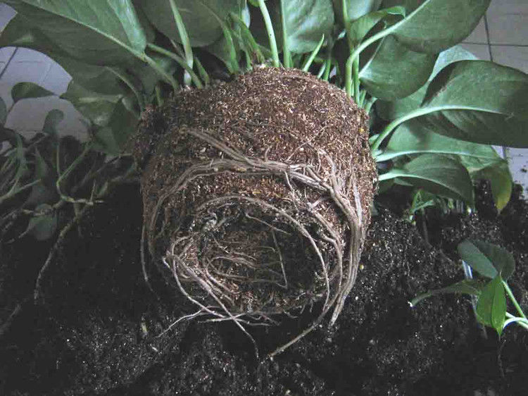 养花、养草、盆栽基础知识 - 美体、情感、博文精品 - 美体情感、心灵驿站