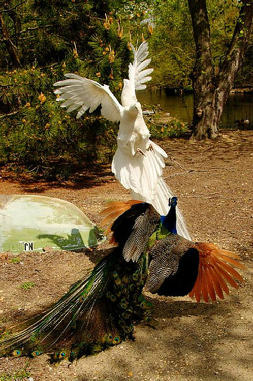 您见过孔雀飞行吗？ - 怀旧.梦缘 - 怀旧.梦缘