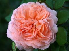 路易斯克莱门兹（louise cle