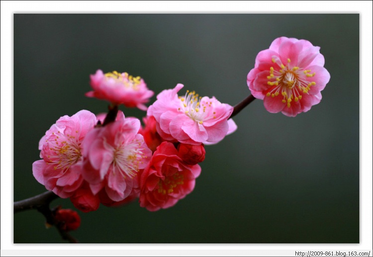 描写“梅”的诗句大全（唯美诗画） - 宝贝梦 - 享受人生