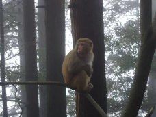 仙人洞-庐山-M108636229