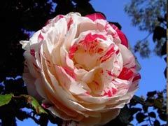 说愁(Scentimental)