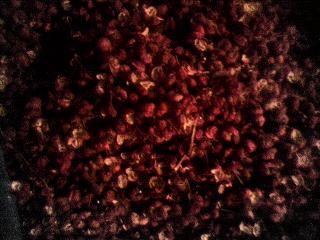 大红袍;[别名；点椒，川椒，蜀椒，秦椒。]功能；具有温中散寒，燥温杀中作用。驱腥辛香。