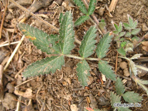 精选实用113个偏方，收藏留着有用！ - 吝色鬼 - 吝色鬼 的博客