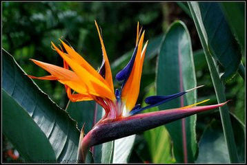 园艺师教你哪种花多久浇一次水 - 南山秀竹 - 南山文化园
