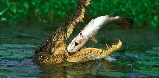 鳄鱼残暴的行凶瞬间 - 月  月 - 阳光月月《万网搜索》