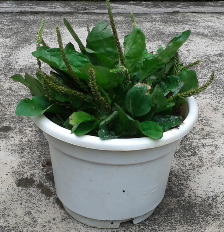 养花、养草、盆栽基础知识 - 美体、情感、博文精品 - 美体情感、心灵驿站