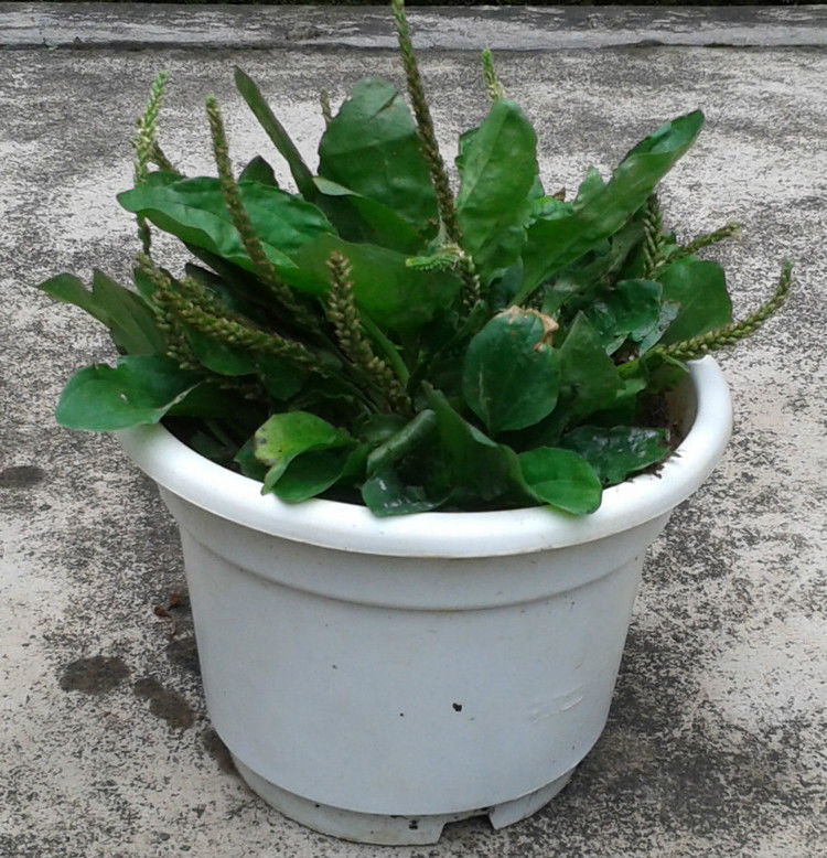 养花、养草、盆栽基础知识 - 美体、情感、博文精品 - 美体情感、心灵驿站