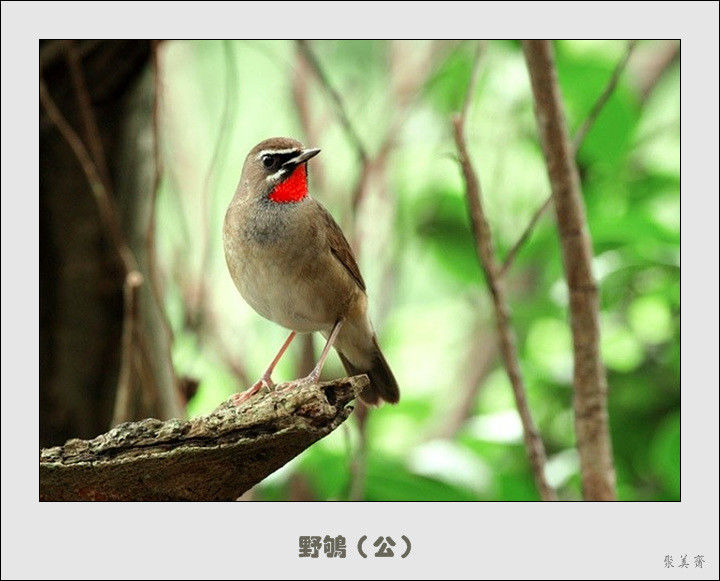 五十种漂亮的爱鸟！来认识一下吧！【美图共赏】 - 無為居士 - 聚美齋