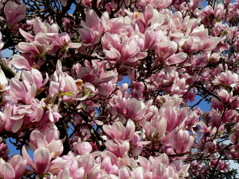 Rose【夏日花卉】（3490） - 