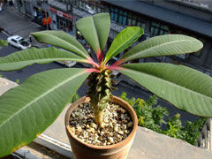  喷火龙(Euphorbia bergeri) 