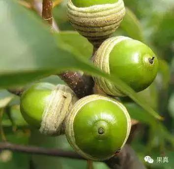 正宗的野果，很多城市人没吃过甚至没见过！