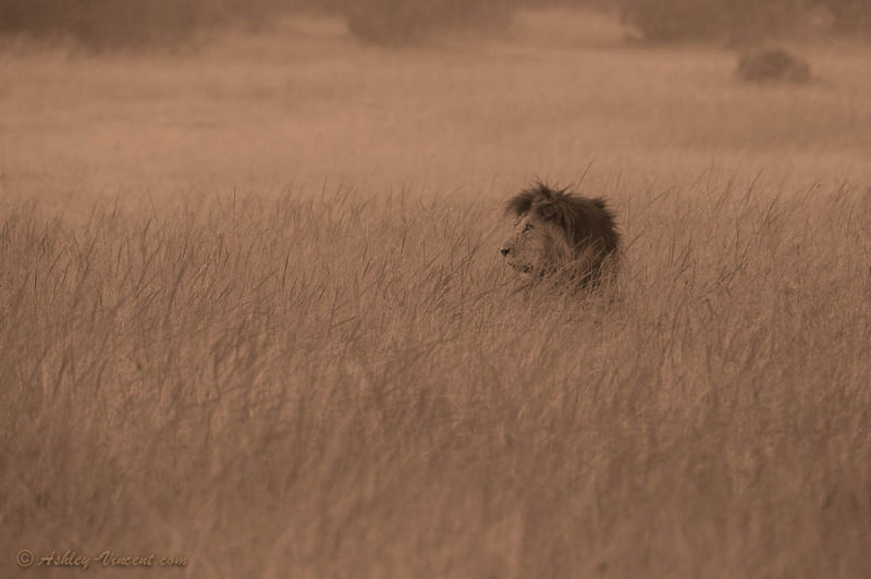 精彩野生动物摄影 领略自然的原始野性美动物们行动迅速，难以捕捉，拍摄机会稍纵即逝。而且野生动物具有一定的危险性，摄影师还要时刻担心自己的人身安全，拍到一张精彩的照片实属不易。 ...