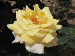 黄和平月季(Rosa chinensis 