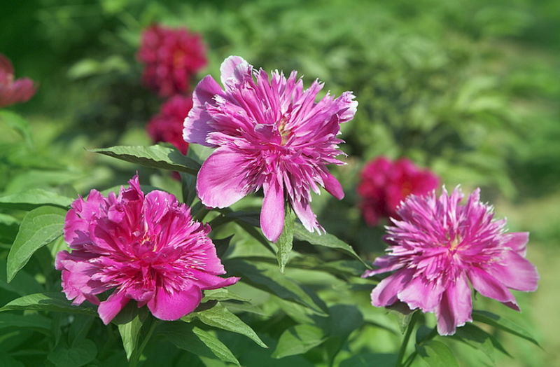 ╰※╮绚丽何尝逊花王◇缤纷芍药