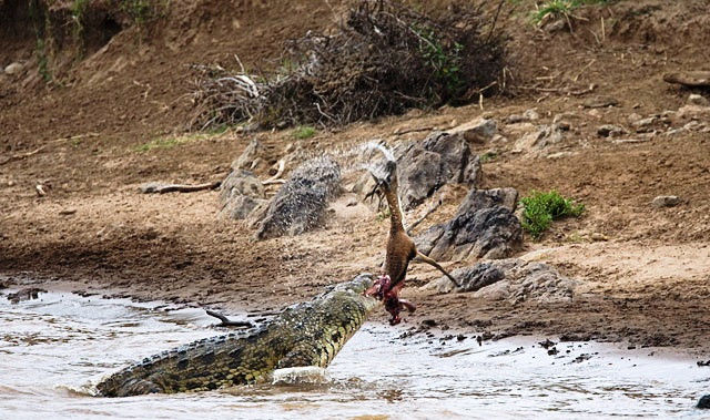 鳄鱼残暴的行凶瞬间 - 月  月 - 阳光月月《万网搜索》