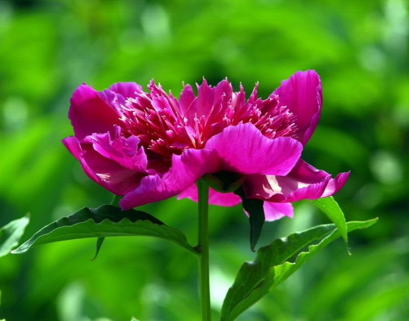 ╰※╮绚丽何尝逊花王◇缤纷芍药