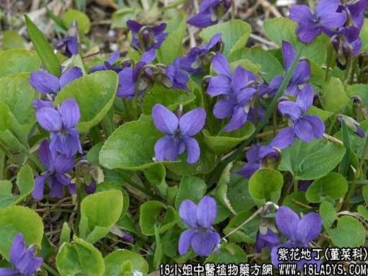 中药大全：紫花地丁