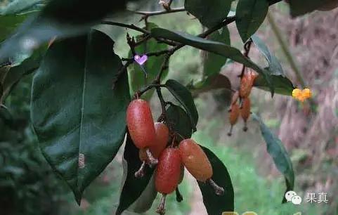 正宗的野果，很多城市人没吃过甚至没见过！