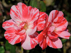 节日奏鸣曲(Festival Fanfar