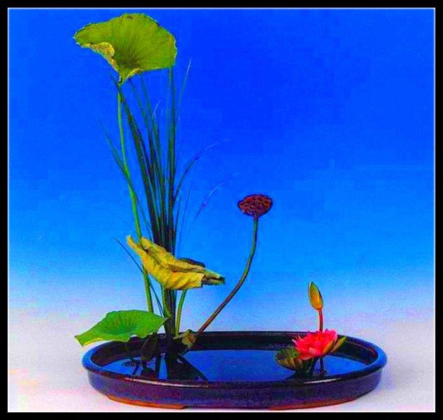 美妙绝伦的盆景 - 轻松愉快好心情 - nanwang2011530的博客