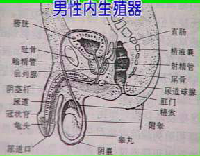 通治男性性功能低下,阳痿,早泄方案