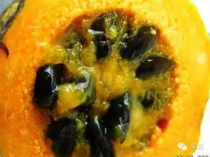 正宗的野果，很多城市人没吃过甚至没见过！