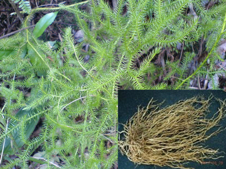 抗衰老方法很简单，三味中药泡水喝(58岁变28岁) - 明子 - 工人 明子 的博客 