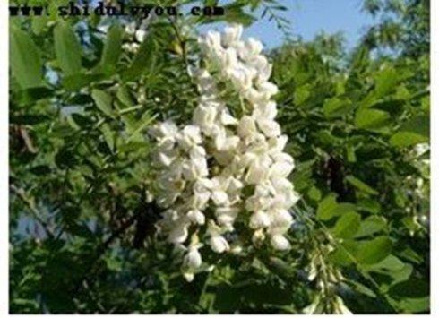 农村长大的，看看我们小时候吃的野果子