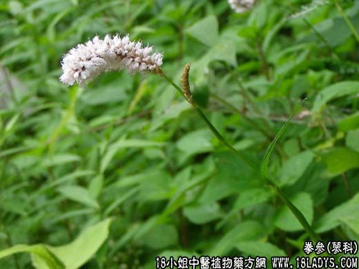 中药大全：拳参