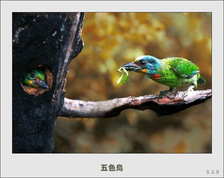 五十种漂亮的爱鸟！来认识一下吧！【美图共赏】 - 無為居士 - 聚美齋