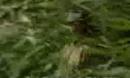 拉苏荣 草原音画--《遥远的特尔格勒》