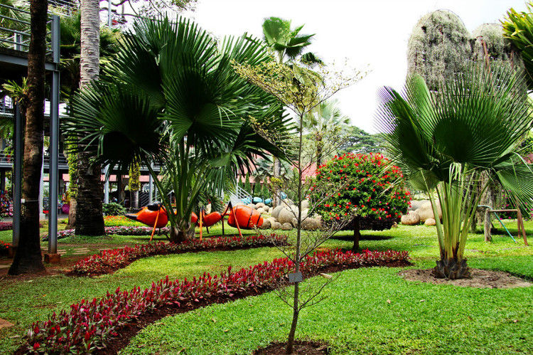 【引用】нуч花园轩弄。泰国 - 枫林傲然 -                  .