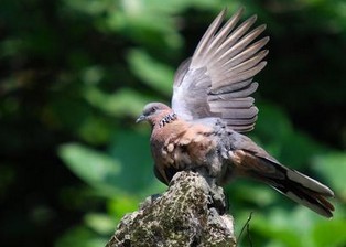 班鳩鳥怎么養(yǎng)