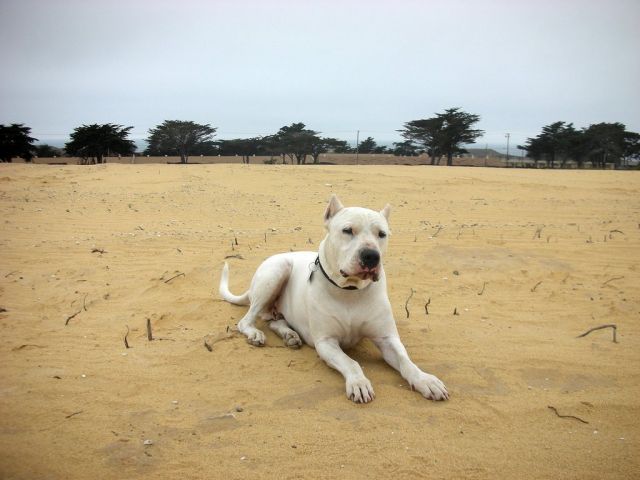 阿根廷杜高犬多少钱一只