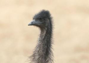 鸸鹋 - 搜狗百科