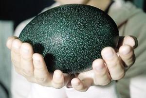 鸸鹋 - 搜狗百科