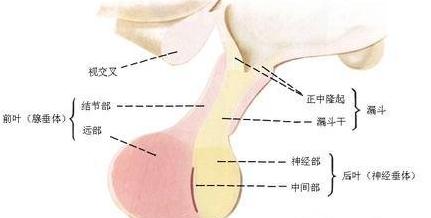 空蝶鞍综合征