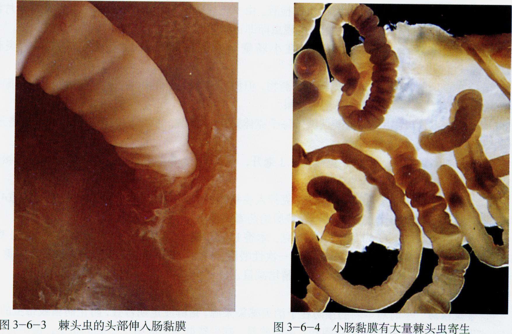 巨吻棘头虫病