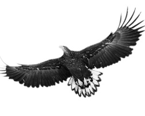 鲲鹏展翅的摘要图