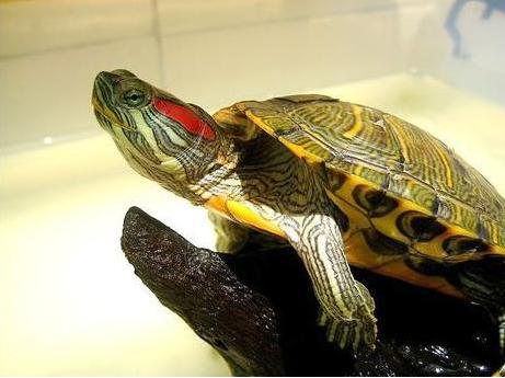 小巴西龟冬眠怎么养