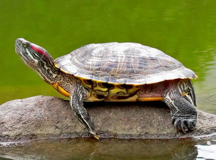 巴西龟怎么养长得快