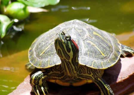 巴西龟怎么养放多少水