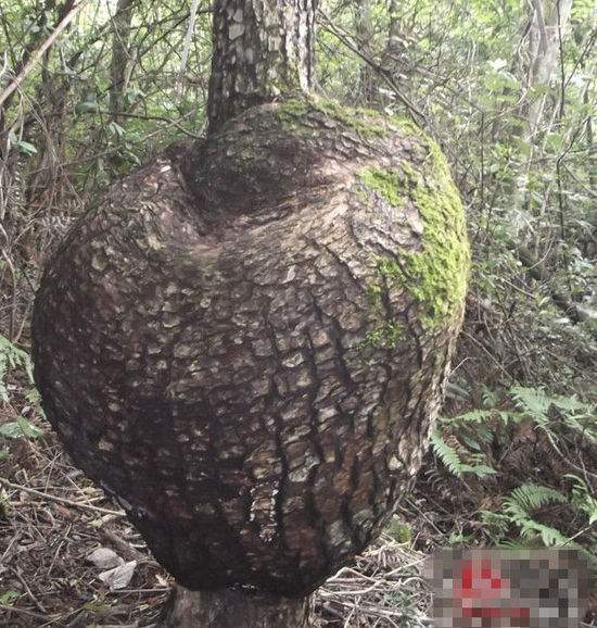 湖南株洲现十月怀胎树夜晚遇水发黄光