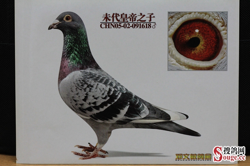 邓文敏的鸽眼鉴别